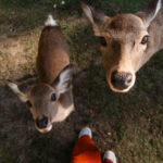 Tips for Visiting Nara, Japan’s Deer City