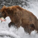 Where to See the Most Bears Catching Salmon
